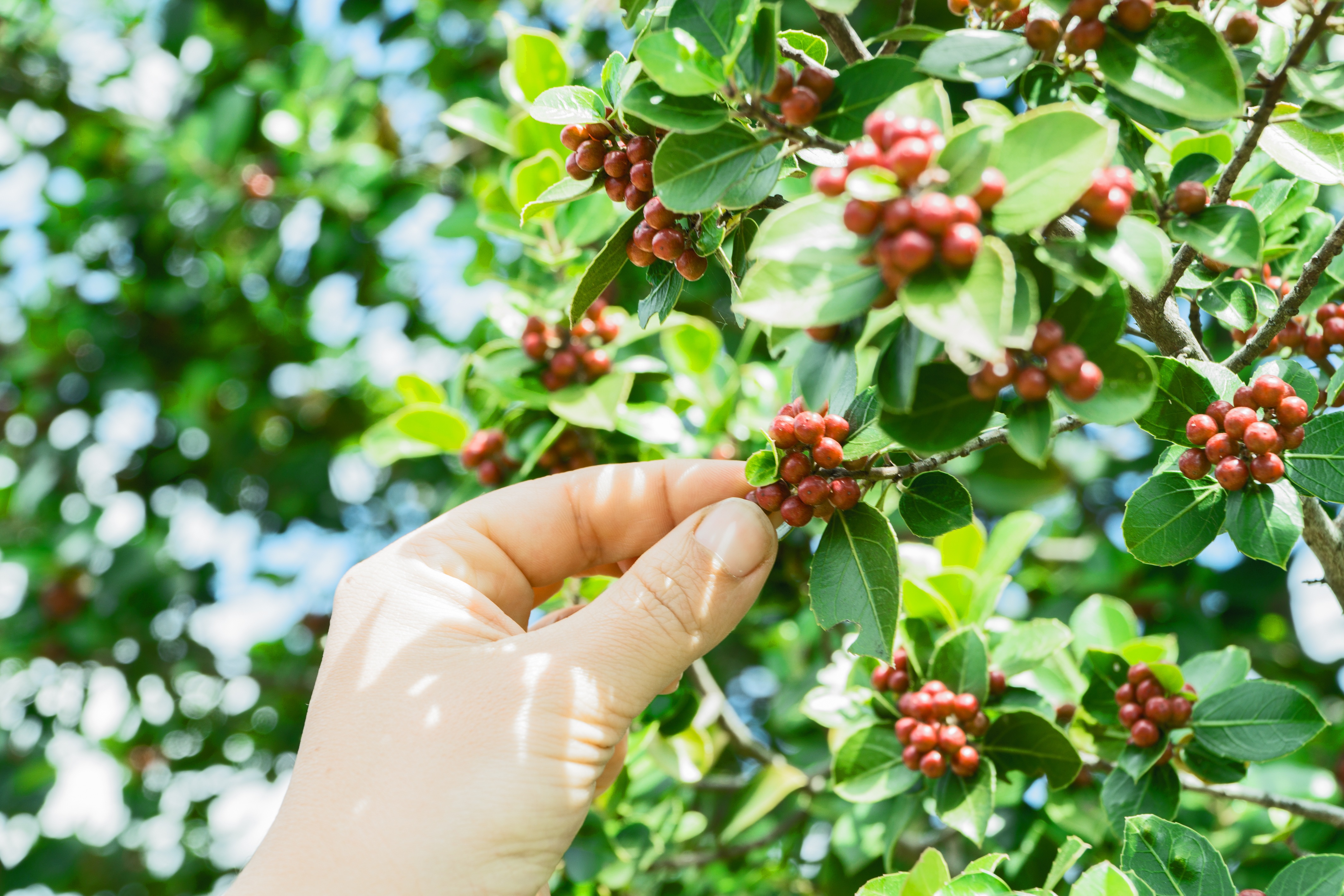 Grønne rå kaffebønner som også anvendes i vores eget kafferisteri